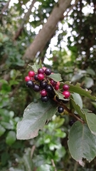 Xylosma spiculifera
