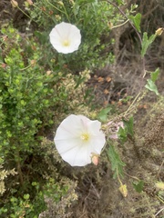 Calystegia macrostegia