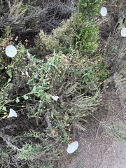Calystegia macrostegia