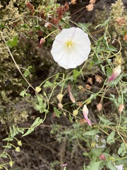 Calystegia macrostegia