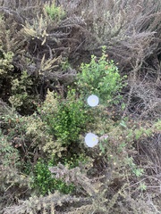 Calystegia macrostegia