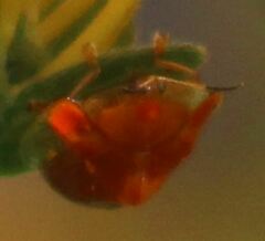 Charidotella tuberculata