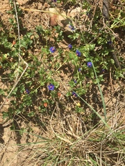 Lysimachia arvensis caerulea