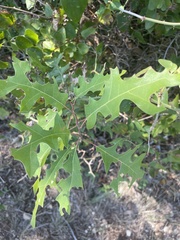 Quercus buckleyi