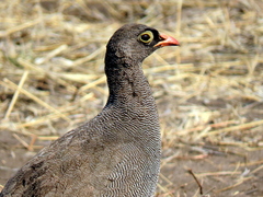 Pternistis adspersus
