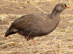 Pternistis adspersus