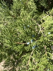 Juniperus ashei