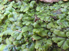 Marchantia polymorpha polymorpha