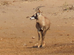 Hippotragus equinus equinus