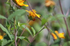 Charidotella tuberculata