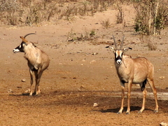 Hippotragus equinus equinus