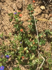 Lysimachia arvensis caerulea