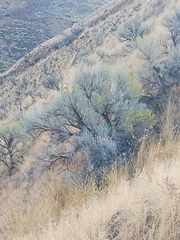 Artemisia tridentata