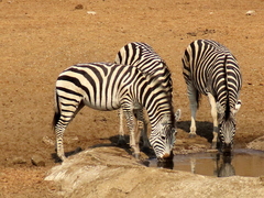 Equus quagga chapmani