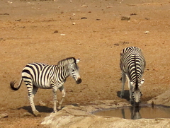 Equus quagga chapmani