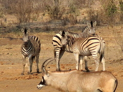 Equus quagga chapmani