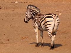 Equus quagga chapmani