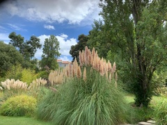 Cortaderia selloana