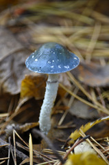 Stropharia caerulea