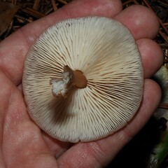 Rhodocollybia butyracea