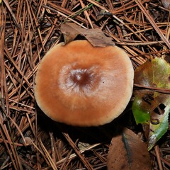 Rhodocollybia butyracea