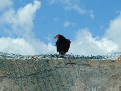 Cathartes burrovianus