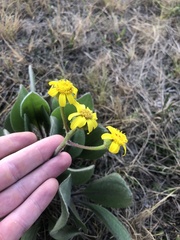 Senecio coronatus