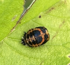 Harmonia axyridis