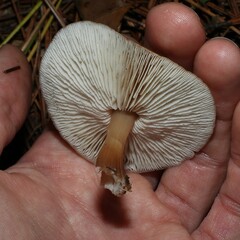 Rhodocollybia butyracea