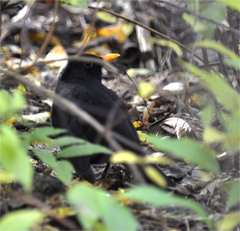 Turdus merula