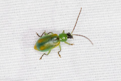Diabrotica longicornis