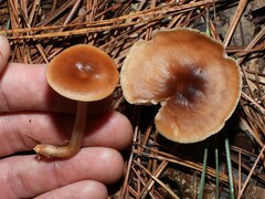Rhodocollybia butyracea
