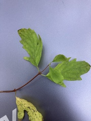 Symphoricarpos mollis