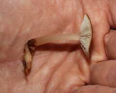 Rhodocollybia butyracea