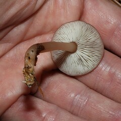 Rhodocollybia butyracea