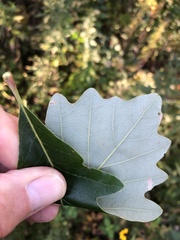 Quercus bicolor