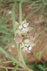 Asclepias cucullata