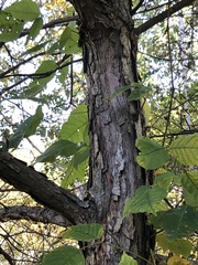 Quercus bicolor