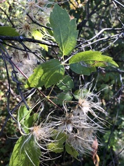 Clematis virginiana