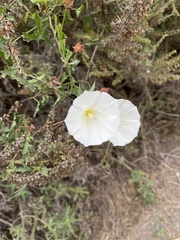 Calystegia macrostegia