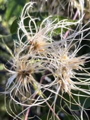 Clematis virginiana