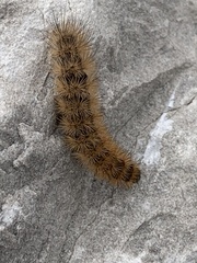 Phragmatobia