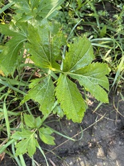 Hydrophyllum fendleri