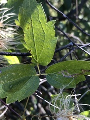 Clematis virginiana