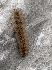 Phragmatobia