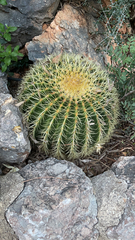 Kroenleinia grusonii