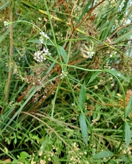 Verbena brasiliensis