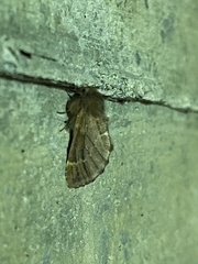 Ptilophora plumigera