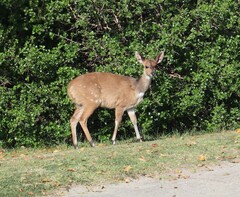 Tragelaphus sylvaticus sylvaticus