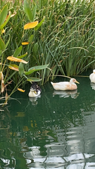 Anas platyrhynchos domesticus